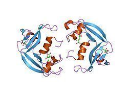Eosinophil cationic protein httpsuploadwikimediaorgwikipediacommonsthu