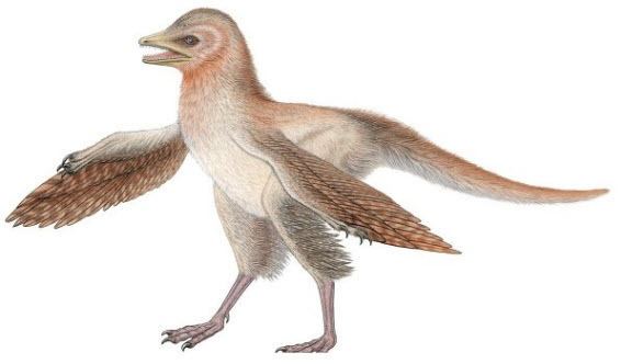 Eosinopteryx Eosinopteryx Fossil of New Birdlike Dinosaur Discovered