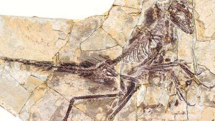 Eosinopteryx Bird Evolution Complex as new Jurassic Fossil of Eosinopteryx is Debated