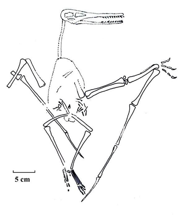 Eosipterus Eosipterus what is it The Pterosaur Heresies