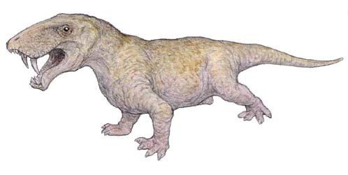 Eotitanosuchus Palaeos Vertebrates Therapsida Biarmosuchia Biarmosuchidae