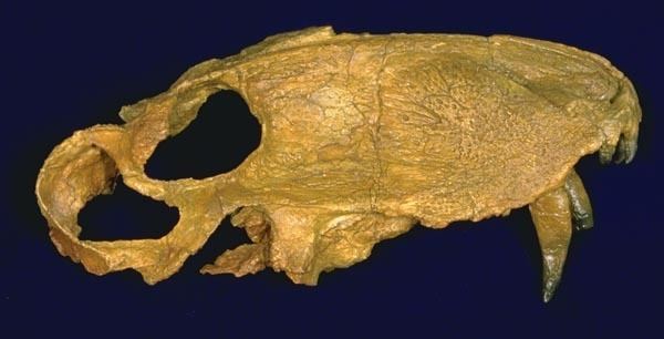 Eotitanosuchus Eotitanosuchidae