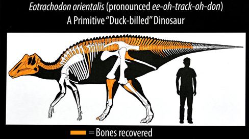 Eotrachodon Eotrachodon orientalis a Basal Hadrosaurid from Alabama