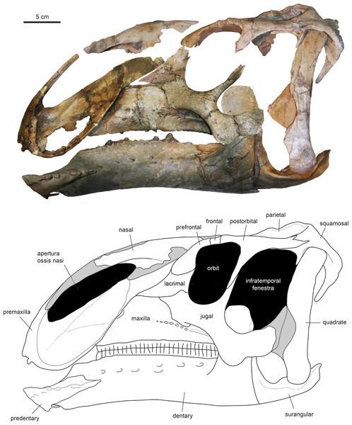 Eotrachodon Anatomy and osteohistology of the basal hadrosaurid dinosaur