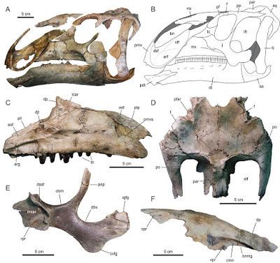 Eotrachodon Species New to Science Paleontology 2016 Eotrachodon orientalis