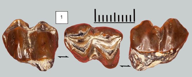 Eotragus Antilope Eotragus