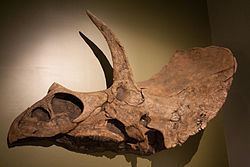 Eotriceratops Eotriceratops Wikipedia