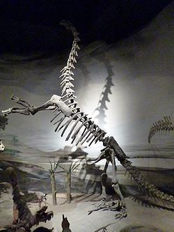 Epachthosaurus Epachthosaurus Wikipedia
