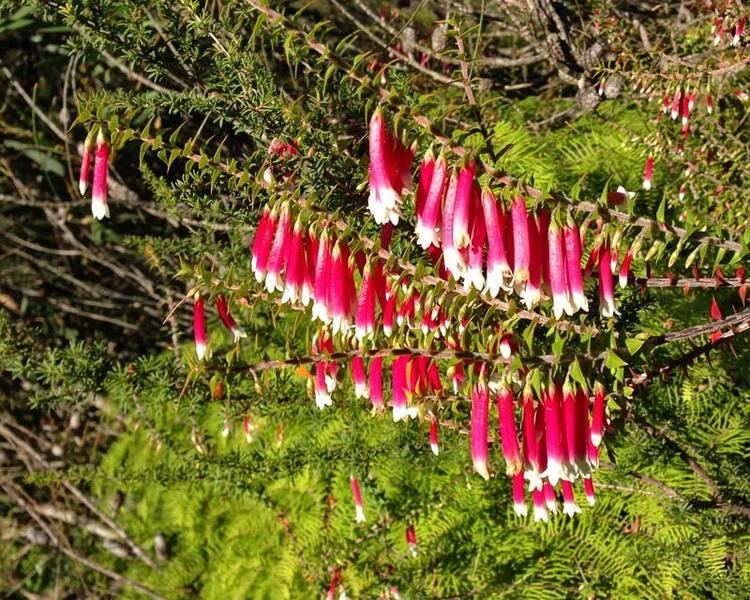 Epacris longiflora GardensOnline Epacris longiflora