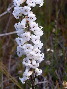Epacris obtusifolia httpsuploadwikimediaorgwikipediacommonsthu