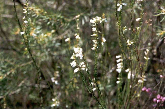 Epacris obtusifolia Common heath Epacris obtusifolia Department of Environment and