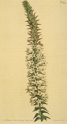 Epacris purpurascens var. purpurascens httpsuploadwikimediaorgwikipediacommonsthu