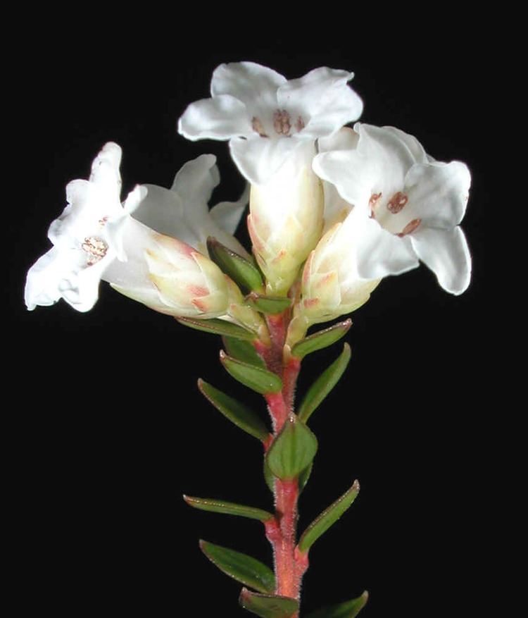 Epacris serpyllifolia