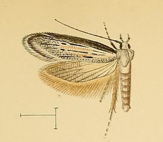 Epanastasis canariensis
