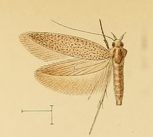 Epanastasis sophroniellus