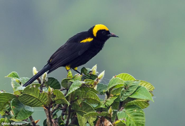 Epaulet oriole antpittacom Photo Gallery Orioles and Blackbirds Part 1