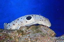 Epaulette shark httpsuploadwikimediaorgwikipediacommonsthu