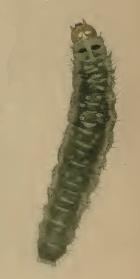 Epermenia falciformis httpsuploadwikimediaorgwikipediacommonsff