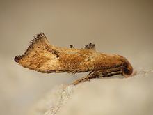 Epermeniidae httpsuploadwikimediaorgwikipediacommonsthu