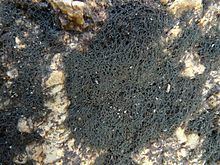 Ephebe (lichen) httpsuploadwikimediaorgwikipediacommonsthu
