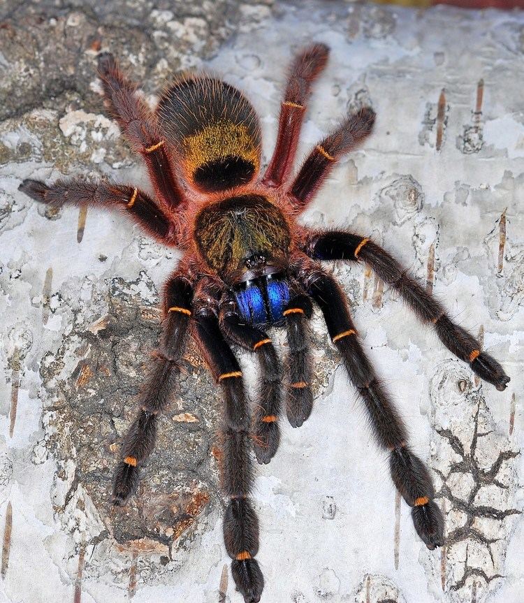 Ephebopus cyanognathus Ephebopus cyanognathus Spider Shop