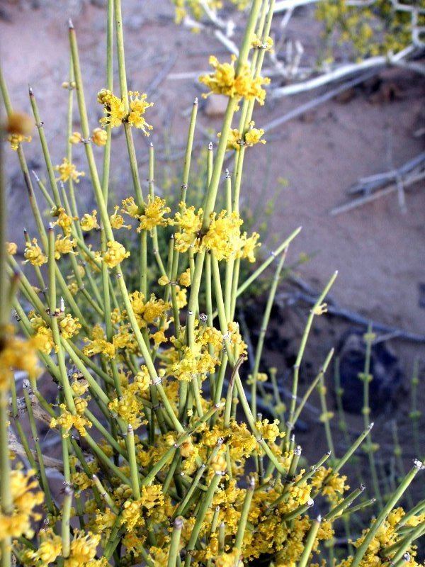 Ephedra alata Photoguide to the Plants of Southern Morocco