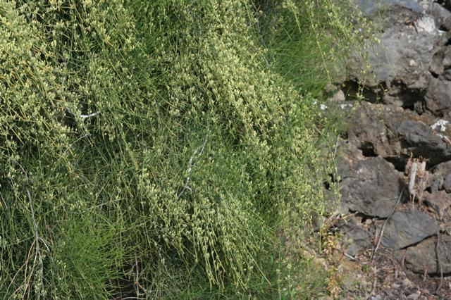 Ephedra altissima Ephedraaltissima230520095JPG