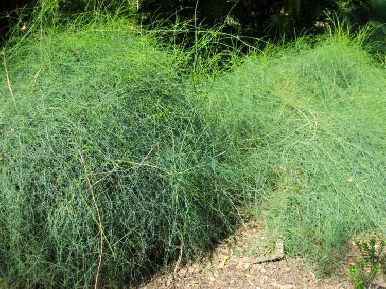 Ephedra altissima Jardineros en accin Ephedra altissima