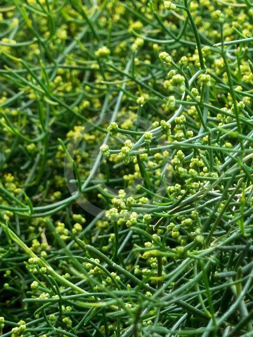 Ephedra altissima Ephedra altissima High Climbing Joint Fir information amp photos