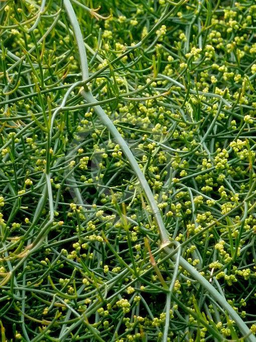 Ephedra altissima Ephedra altissima High Climbing Joint Fir information amp photos