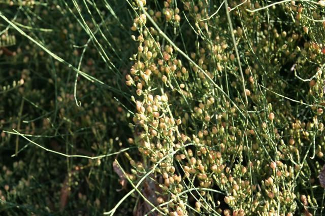 Ephedra altissima Ephedraaltissima230520091JPG