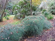 Ephedra altissima httpsuploadwikimediaorgwikipediacommonsthu