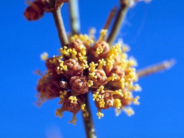 Ephedra antisyphilitica Ephedra antisyphilitica Clapweed