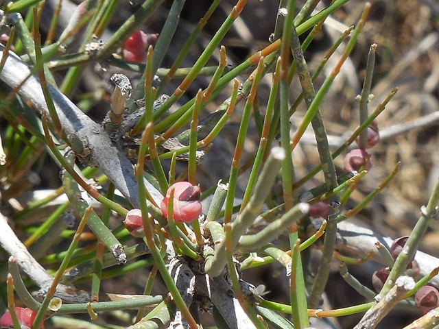 Ephedra antisyphilitica Ephedra antisyphilitica Mormon tea NPIN