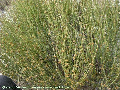 Ephedra antisyphilitica epan01jpg