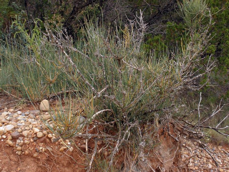 Ephedra antisyphilitica Ephedra antisyphilitica Ephedraceae image 21545 at PhytoImagessiuedu