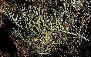 Ephedra antisyphilitica Ephedra antisyphilitica clapweed