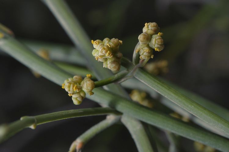Ephedra foliata Ephedraceae Flora of Qatar