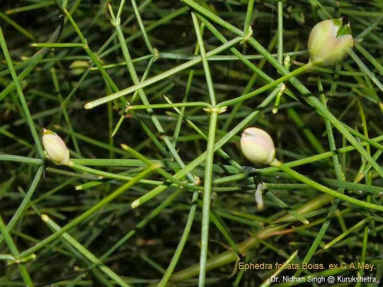 Ephedra foliata Medicinal Plants Ephedra foliata Shrubby Horsetail