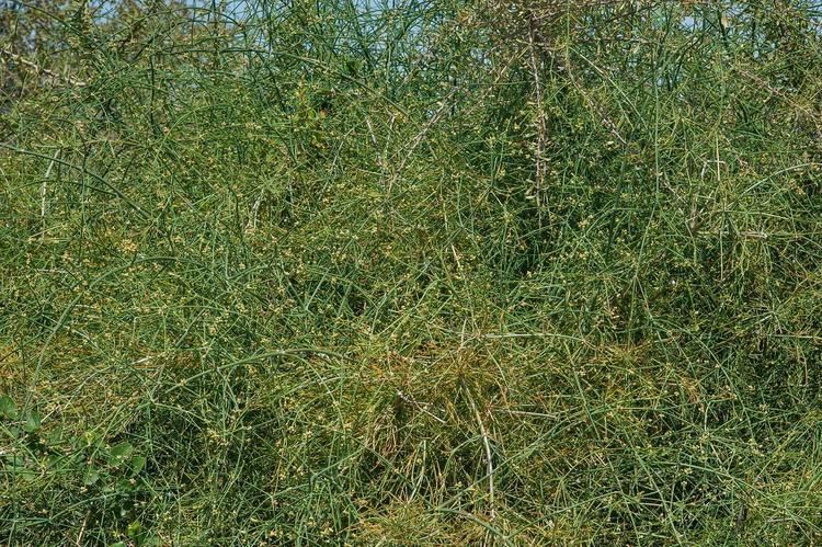 Ephedra foliata Ephedra foliata Flora of Qatar