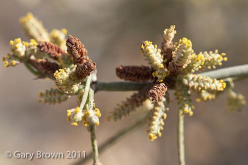 Ephedra foliata foliata