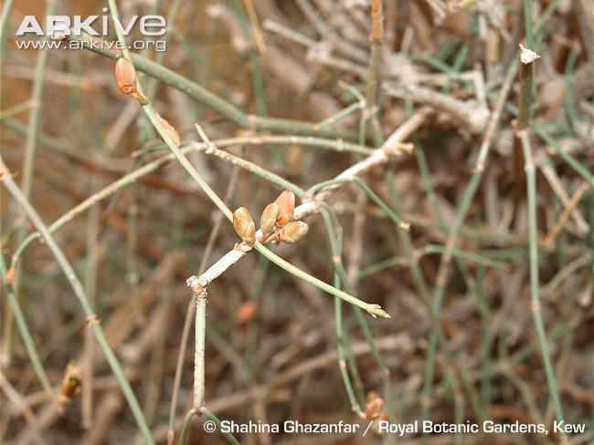 Ephedra foliata Shrubby horsetail videos photos and facts Ephedra foliata ARKive