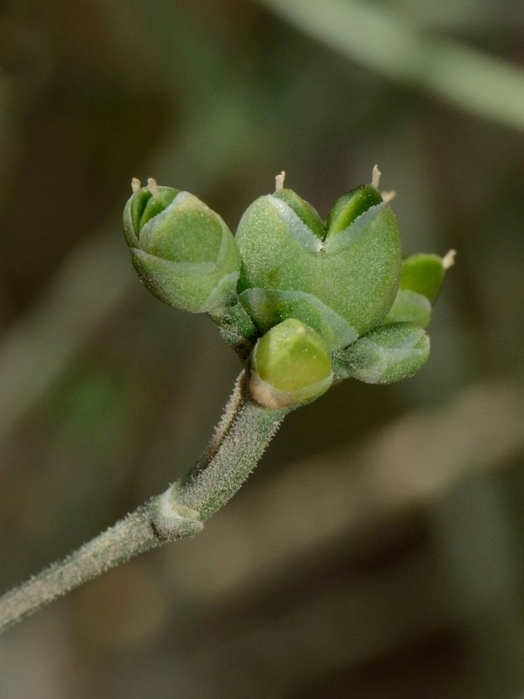 Ephedra foliata httpsuploadwikimediaorgwikipediacommons00