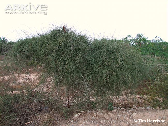 Ephedra foliata Shrubby horsetail photo Ephedra foliata G129315 ARKive
