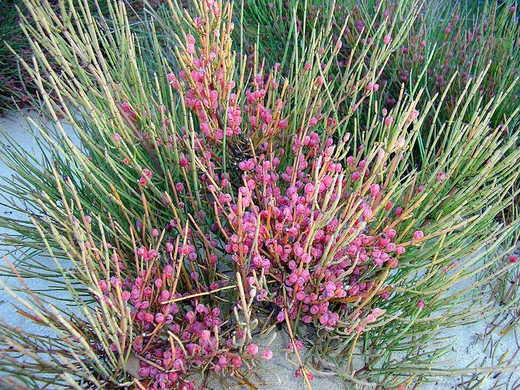 Ephedra fragilis Ephedra fragilis Wikipedia