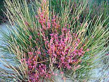 Ephedra fragilis httpsuploadwikimediaorgwikipediacommonsthu