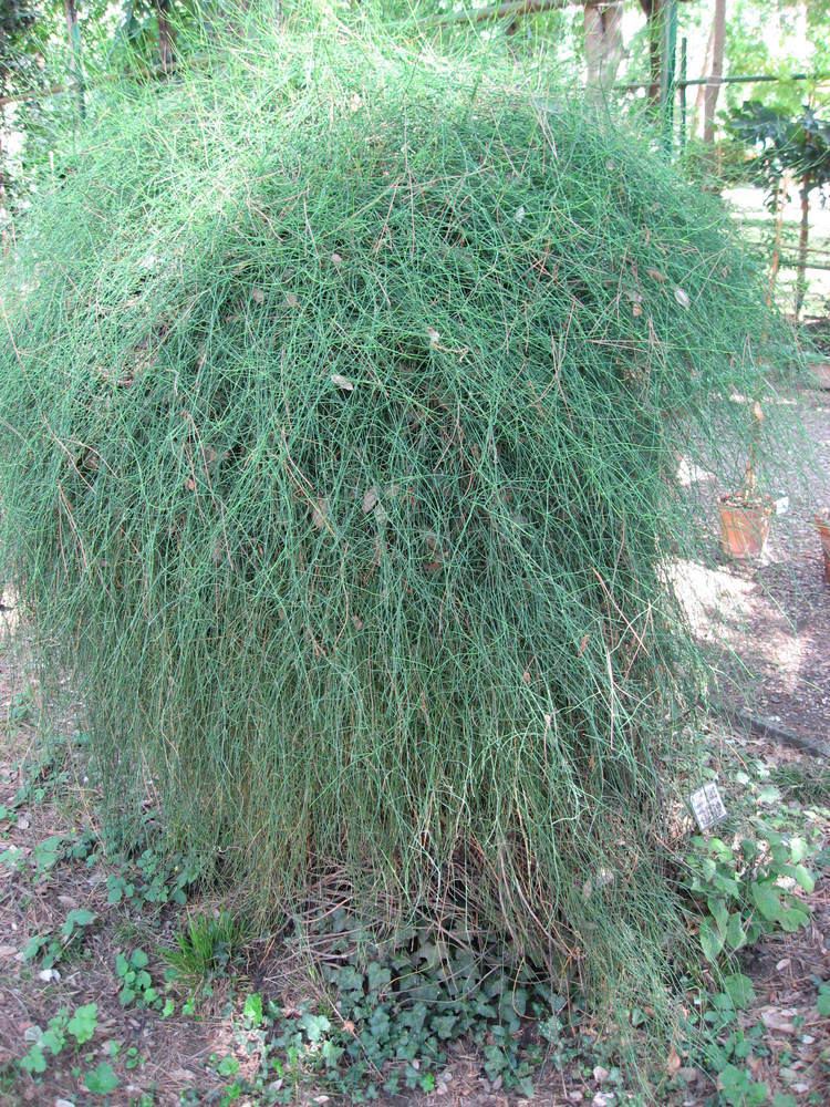 Ephedra fragilis FileEphedra fragilis subsp fragilis 01 by Line1jpg Wikimedia