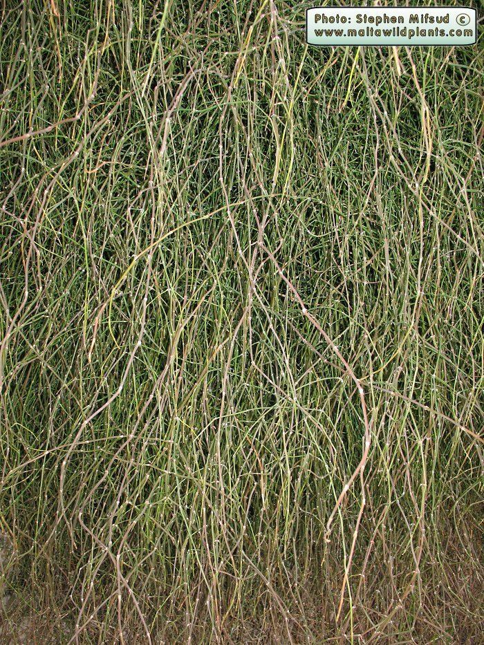 Ephedra fragilis Wild Plants of Malta amp Gozo Plant Ephedra fragilis JointPine