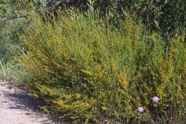 Ephedra fragilis Ephedra fragilis