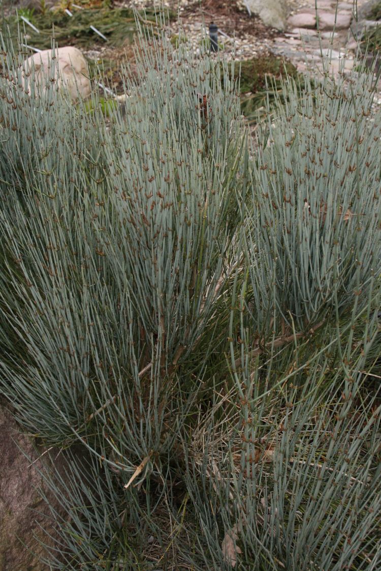 Ephedra intermedia httpsuploadwikimediaorgwikipediacommonsff